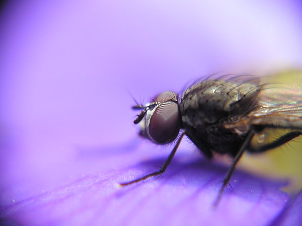 Fliege