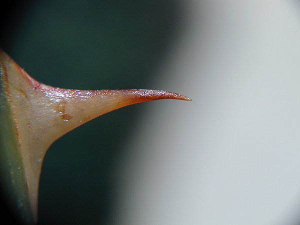 Stachel
